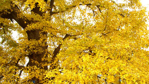 DSC01929.jpg