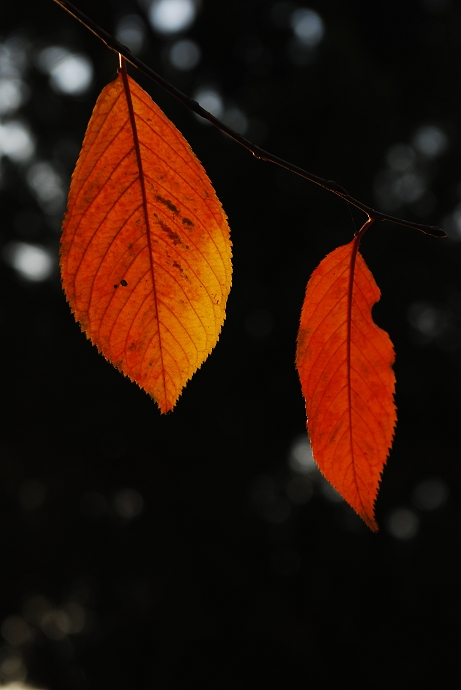 DSC_00091 (16).jpg