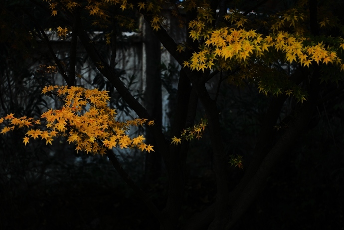 DSC_00091 (5).jpg