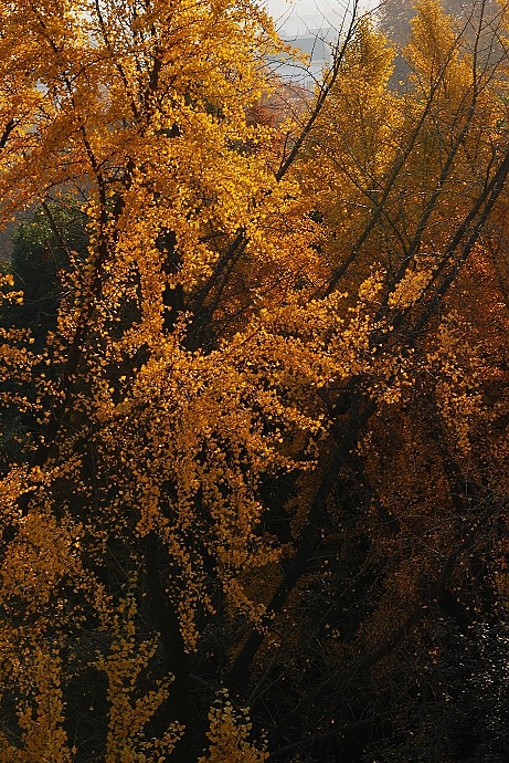 DSC_0029.jpg