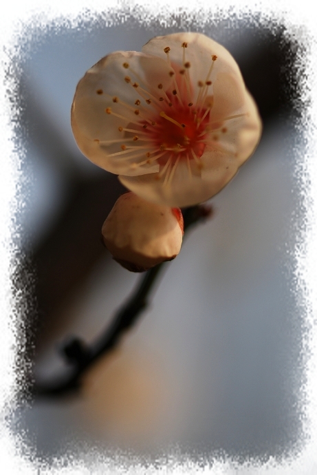 DSC_0062.jpg