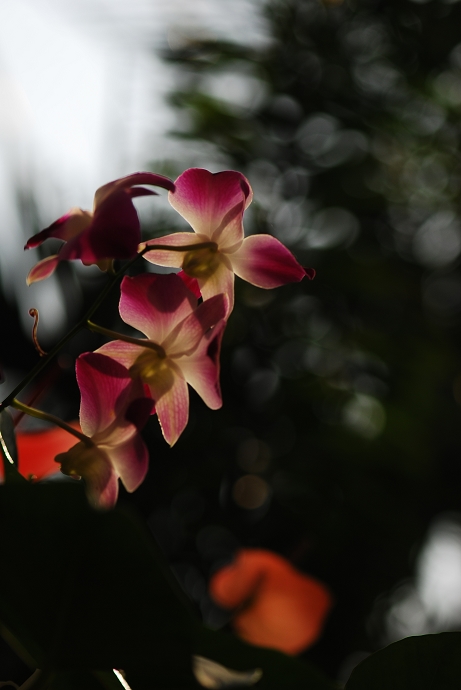 DSC_0005.jpg