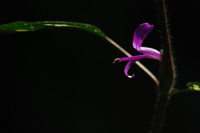 DSC_0032.jpg