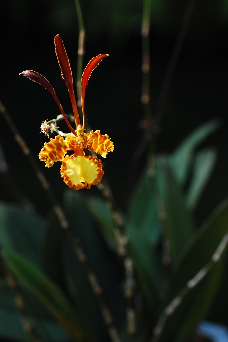 DSC_0062.jpg