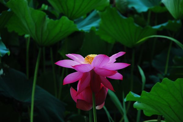 nEO_IMG_DSC_0103.jpg