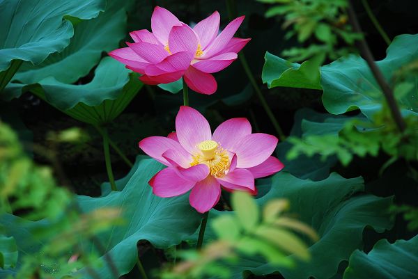 nEO_IMG_DSC_0061.jpg