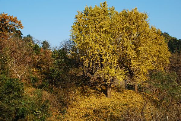 nEO_IMG_DSC_2737.jpg