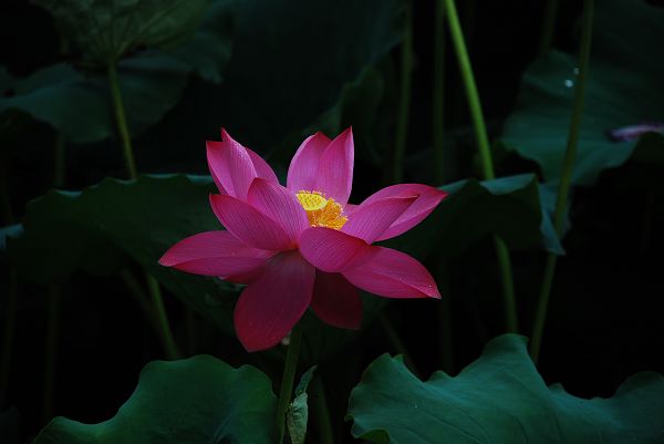 nEO_IMG_DSC_0136.jpg
