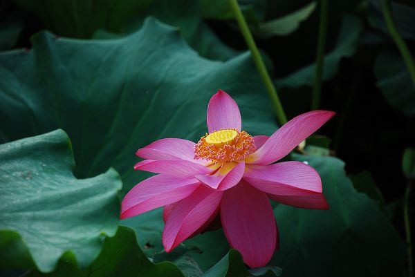 nEO_IMG_DSC_0209.jpg