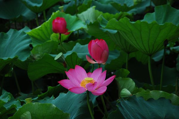 nEO_IMG_DSC_0116.jpg