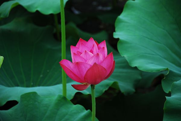 nEO_IMG_DSC_0064.jpg