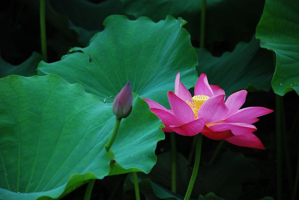 nEO_IMG_DSC_0039.jpg