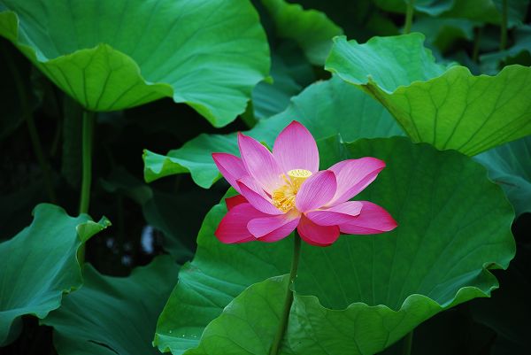 nEO_IMG_DSC_0051.jpg