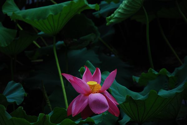 nEO_IMG_DSC_0131.jpg
