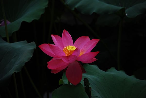 nEO_IMG_DSC_0110.jpg