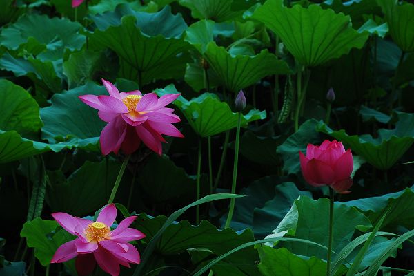 nEO_IMG_DSC_0095.jpg