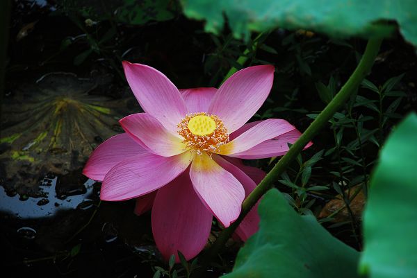 nEO_IMG_DSC_0078.jpg