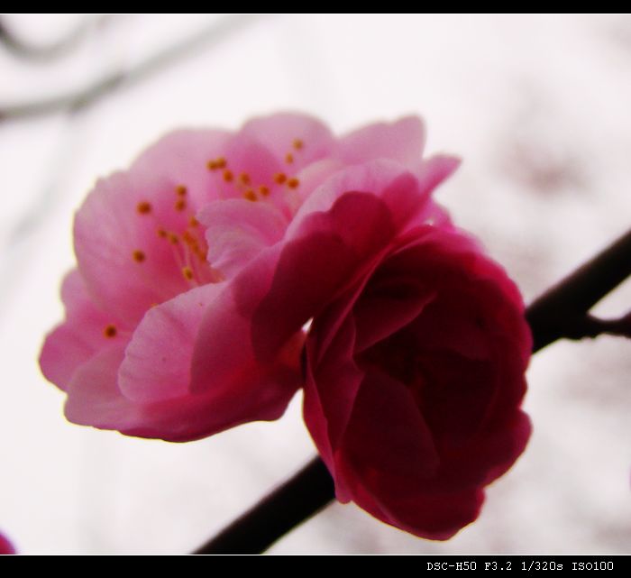 DSC04161.jpg