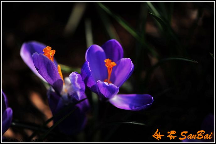 DSC_2444b.JPG