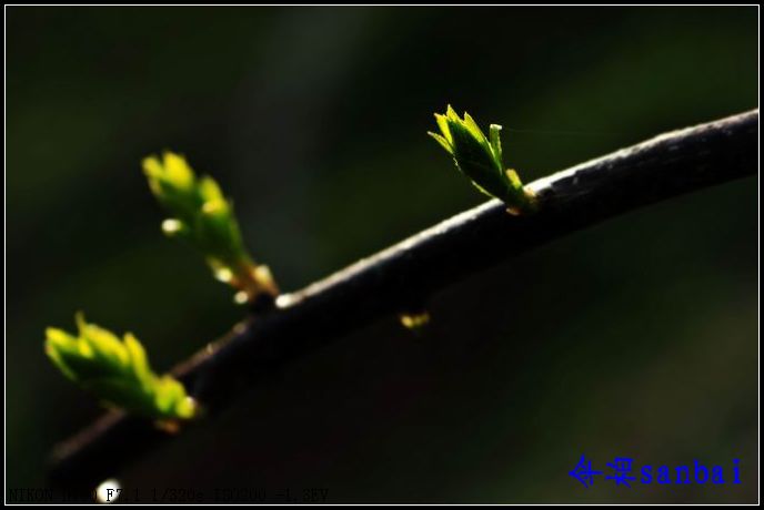 DSC_2556b.jpg