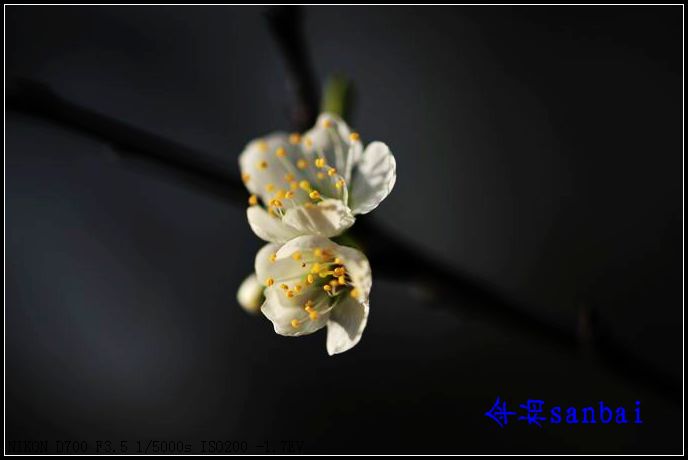 DSC_2491b.jpg