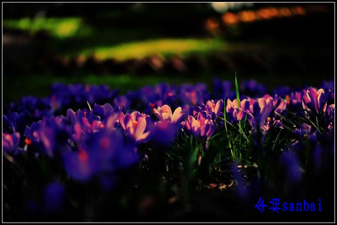 DSC_2434b.jpg