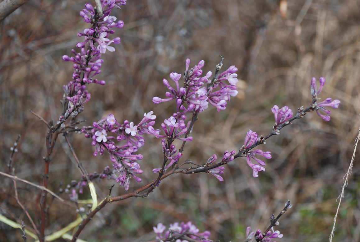 Resize of DSC_0352.JPG