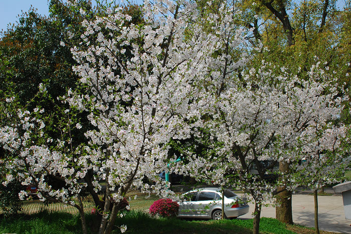 nEO_IMG_DSC_4829.jpg