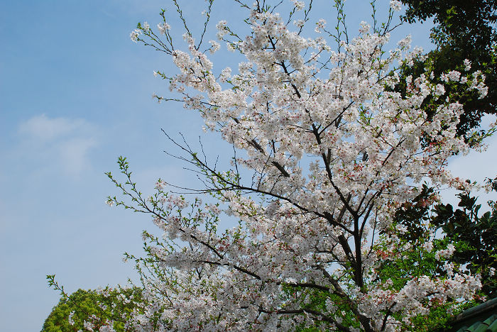 nEO_IMG_DSC_4766.jpg