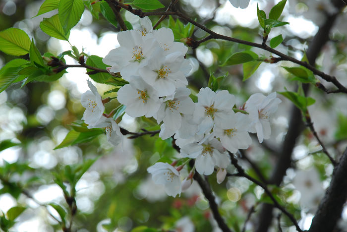 nEO_IMG_DSC_4764.jpg