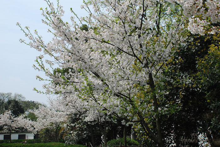 nEO_IMG_DSC_4783.jpg