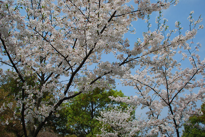 nEO_IMG_DSC_4782.jpg