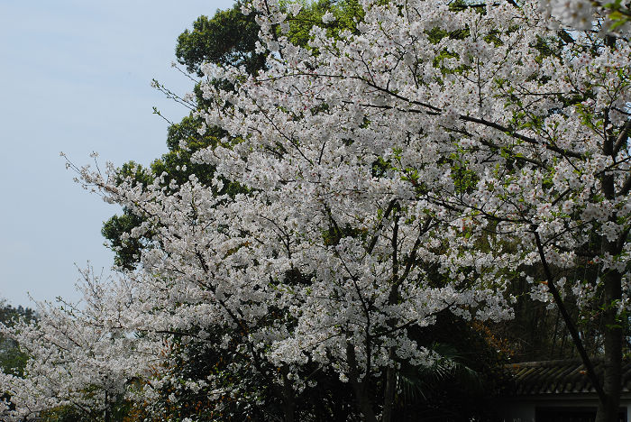 nEO_IMG_DSC_4779.jpg