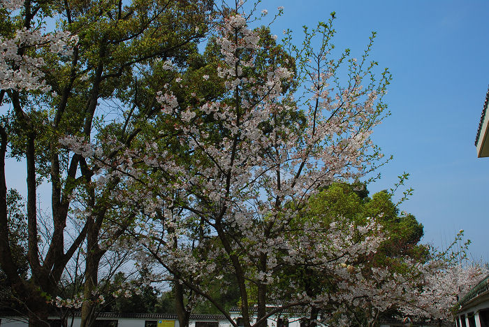nEO_IMG_DSC_4816.jpg