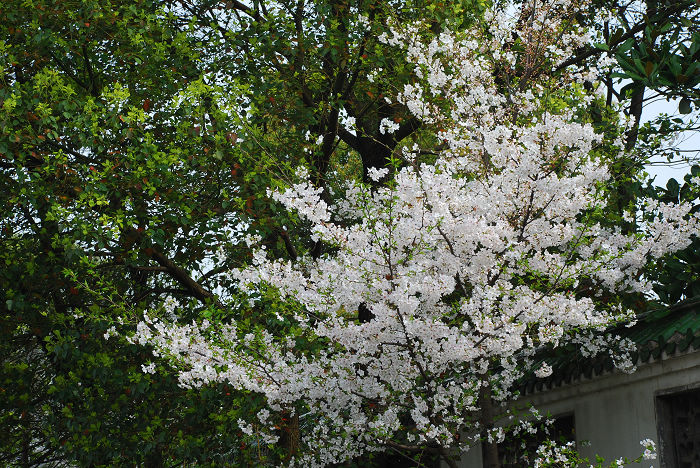 nEO_IMG_DSC_4739.jpg