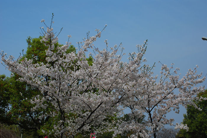 nEO_IMG_DSC_4789.jpg