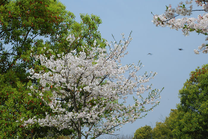 nEO_IMG_DSC_4775.jpg