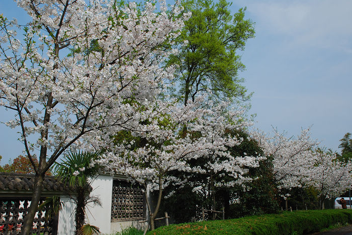 nEO_IMG_DSC_4740.jpg