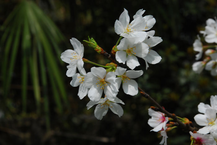 nEO_IMG_DSC_4749.jpg