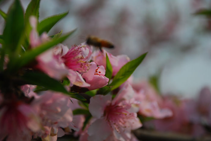 nEO_IMG_DSC_4687.jpg