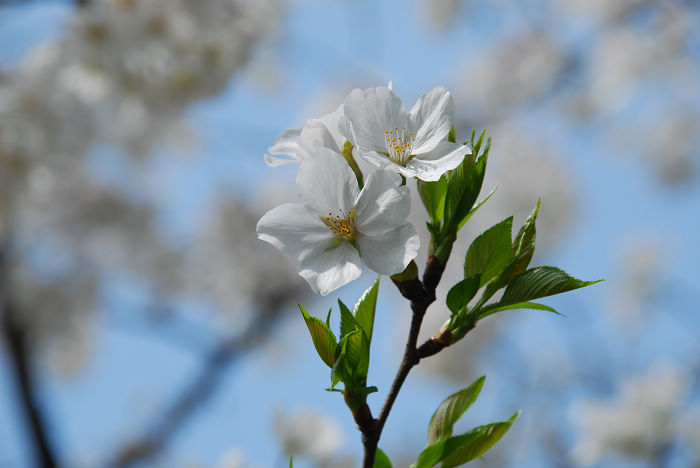 nEO_IMG_DSC_4793.jpg