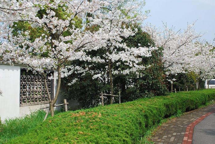 nEO_IMG_DSC_4759.jpg