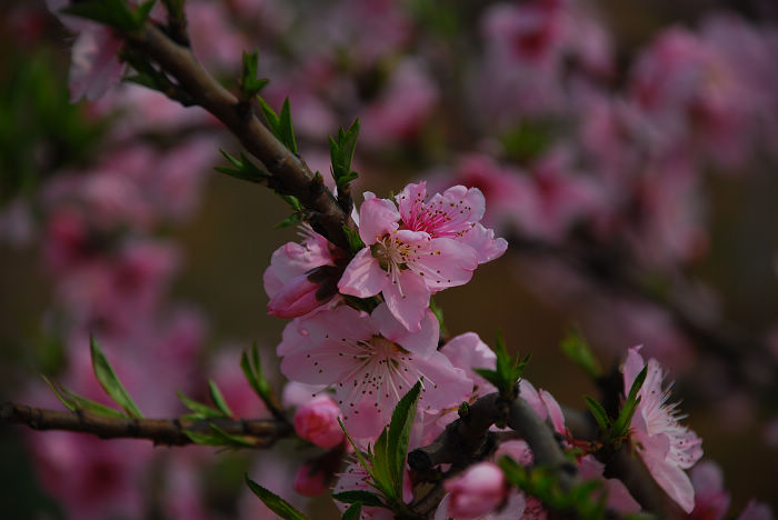 nEO_IMG_DSC_4631.jpg