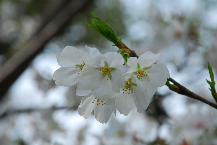 nEO_IMG_DSC_4827.jpg