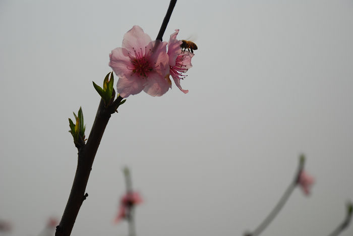 nEO_IMG_DSC_4625.jpg