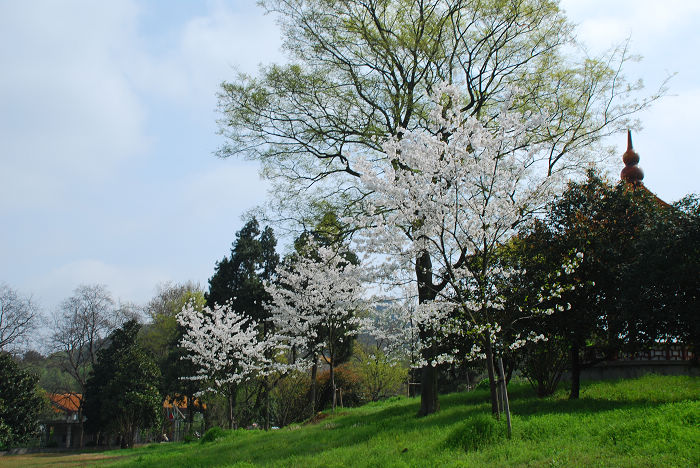 nEO_IMG_DSC_4722.jpg