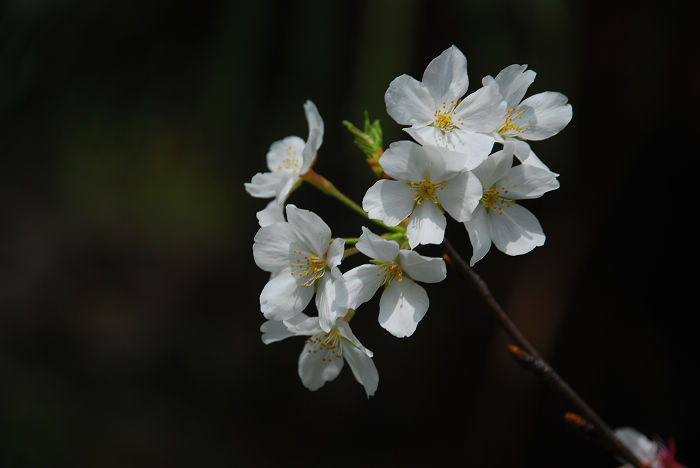 nEO_IMG_DSC_4755.jpg