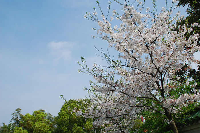 nEO_IMG_DSC_4765.jpg