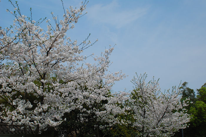 nEO_IMG_DSC_4792.jpg