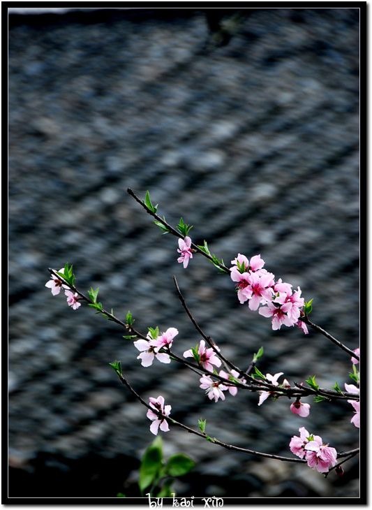 DSC_0285_nEO_IMG.jpg
